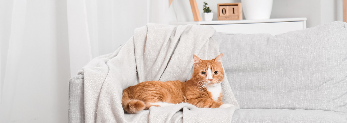 Transform Your Home into a Cat Friendly Haven Purina