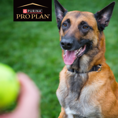 PRO PLAN dog on grass with tennis ball