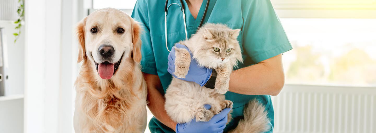 A veterinarian in scrubs holding a cat, with a golden retriever dog standing beside them.