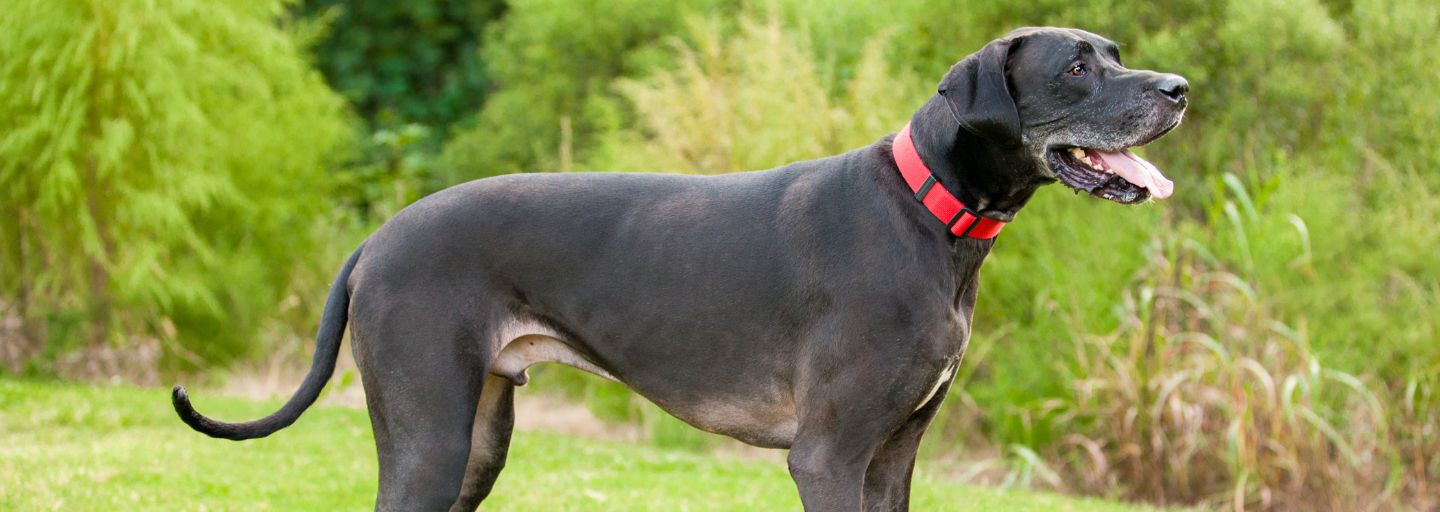Large dog in the park