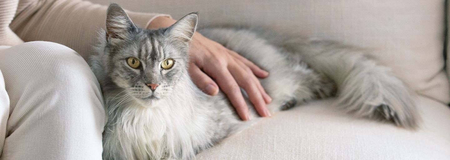Cat on a couch with it's owner