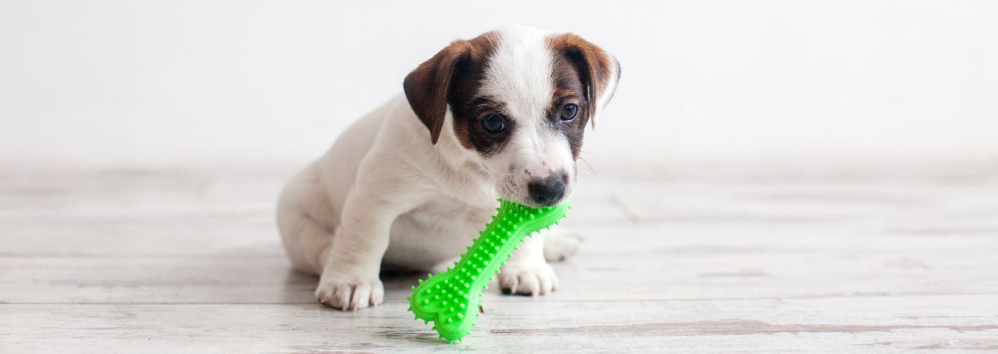 Puppy chewing on a green toy 