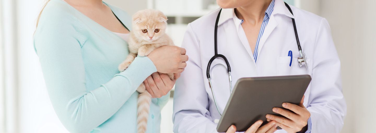 happy woman and veterinarian doctor with tablet checking scottish fold kitten up at vet clinic.