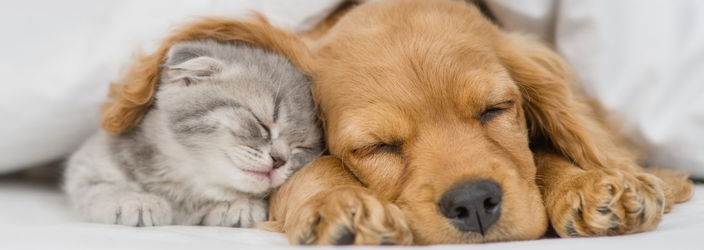  A cute kitten sleeps under the ear of an English Cocker Spaniel puppy, as the two pets rest together under a white warm blanket on a bed at home.
