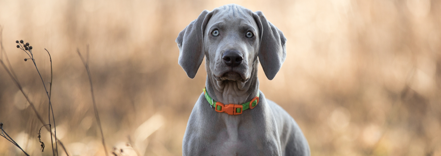 weimaraner puppy