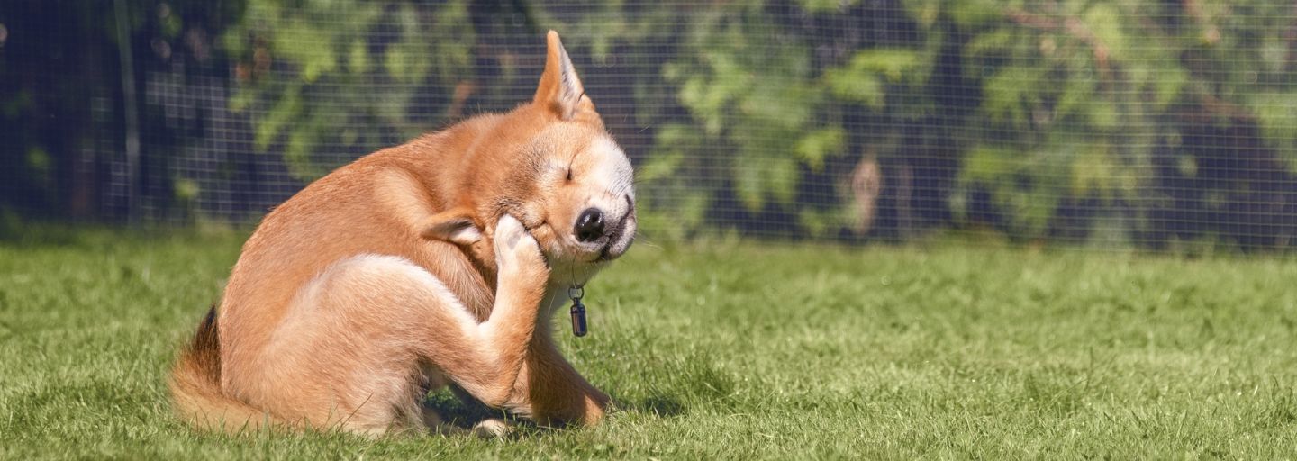 Shiba dog scratching itself