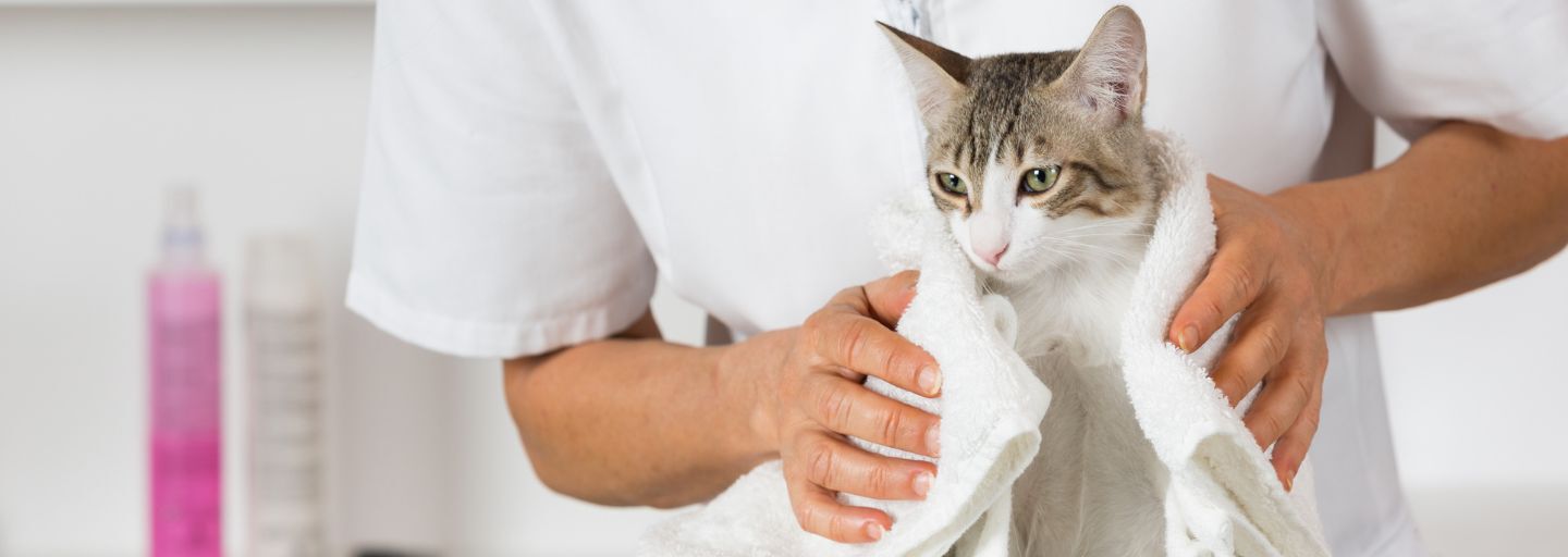 Owner drying cat with a towel after bathing