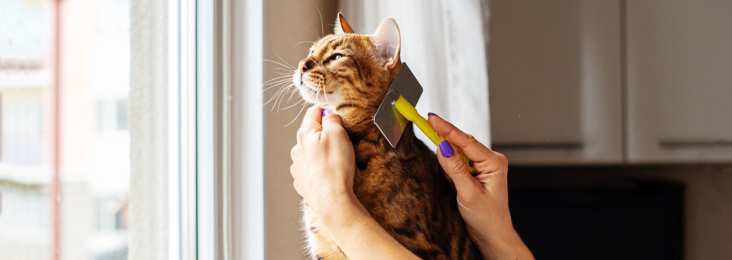 Owner brushing their cat with a grooming brush
