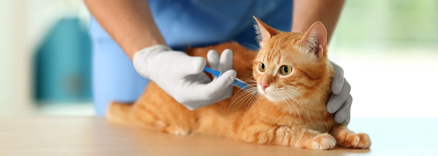 Cat receiving their vaccination injection at the vet clinic