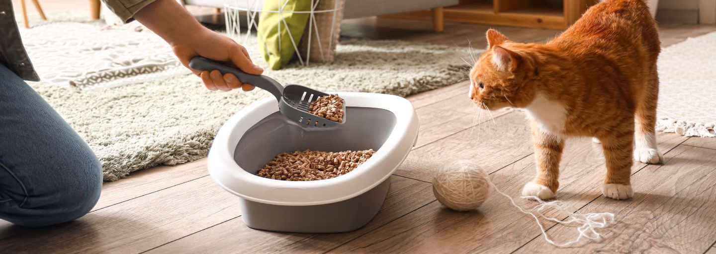 Owner cleaning cat litter box at home.