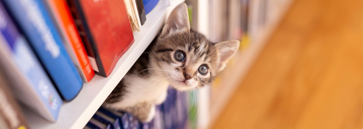 Adorable little kitten playing around book shelves in the living room, climbing, hiding and peeking.