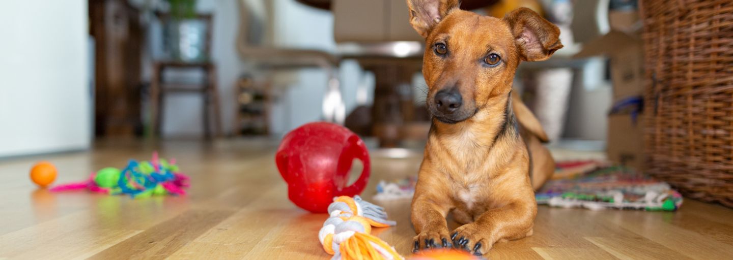 dog with toys