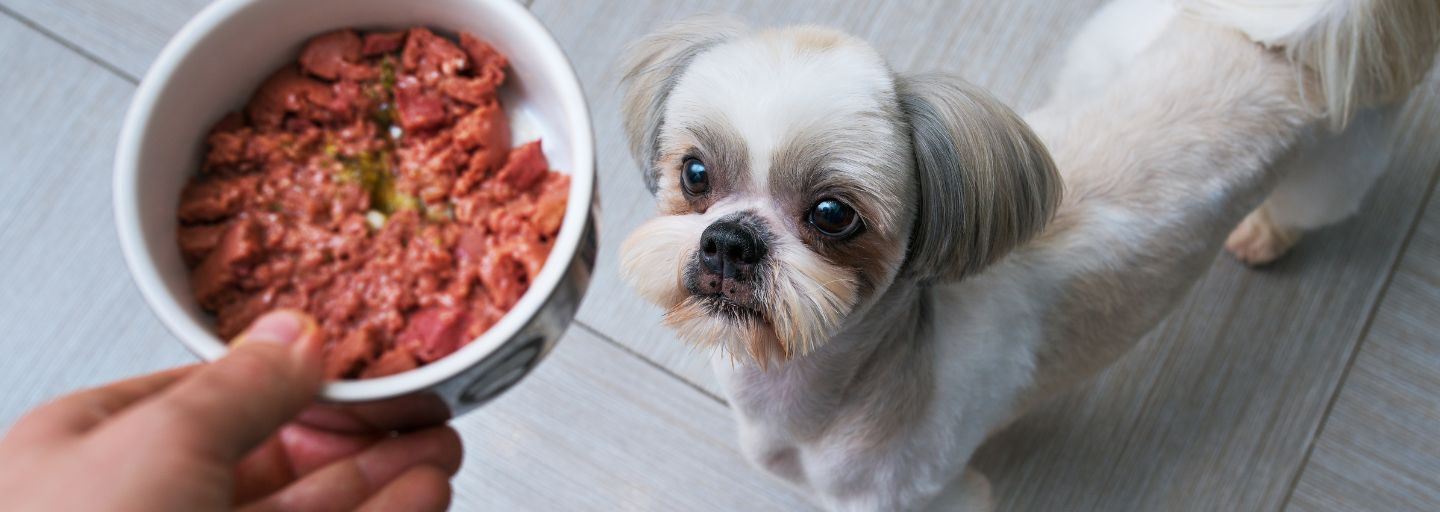 dog eating meat