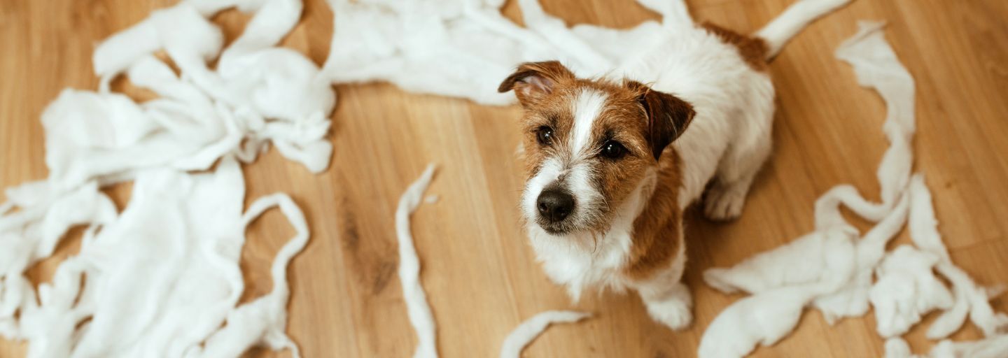 Dog sitting in a mess of chewed up material