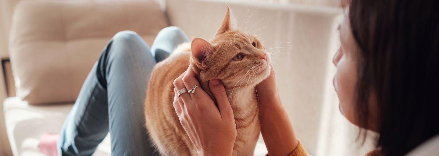 cat on woman's lap