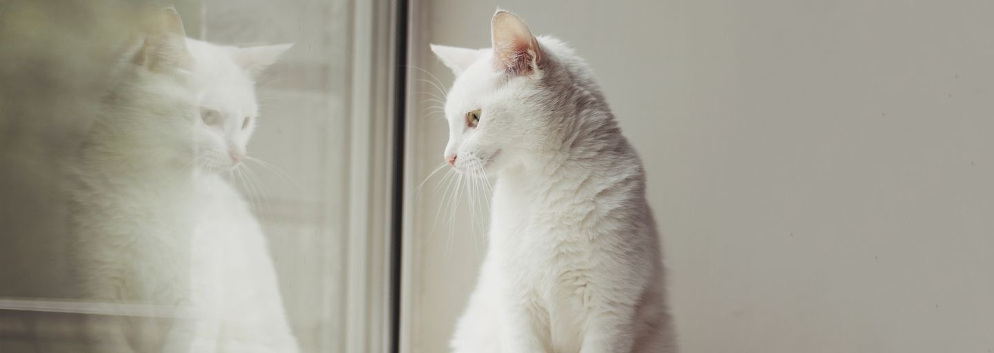 white cat by the window
