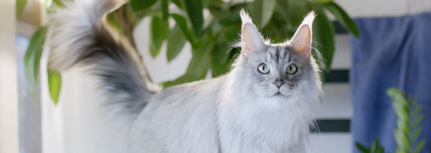Cat looking up at it's owner