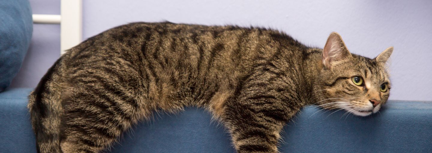 Cat looking bored laying on the back of the lounge