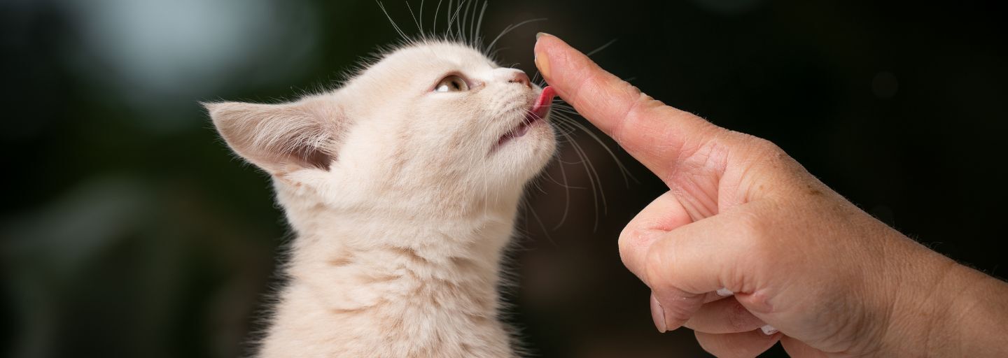 Kitten licking owners finger