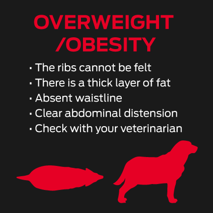 Supercoat - Overweight chart