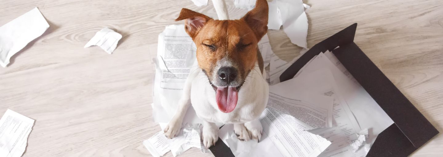 Dog sitting on paper that it has torn up and chewed