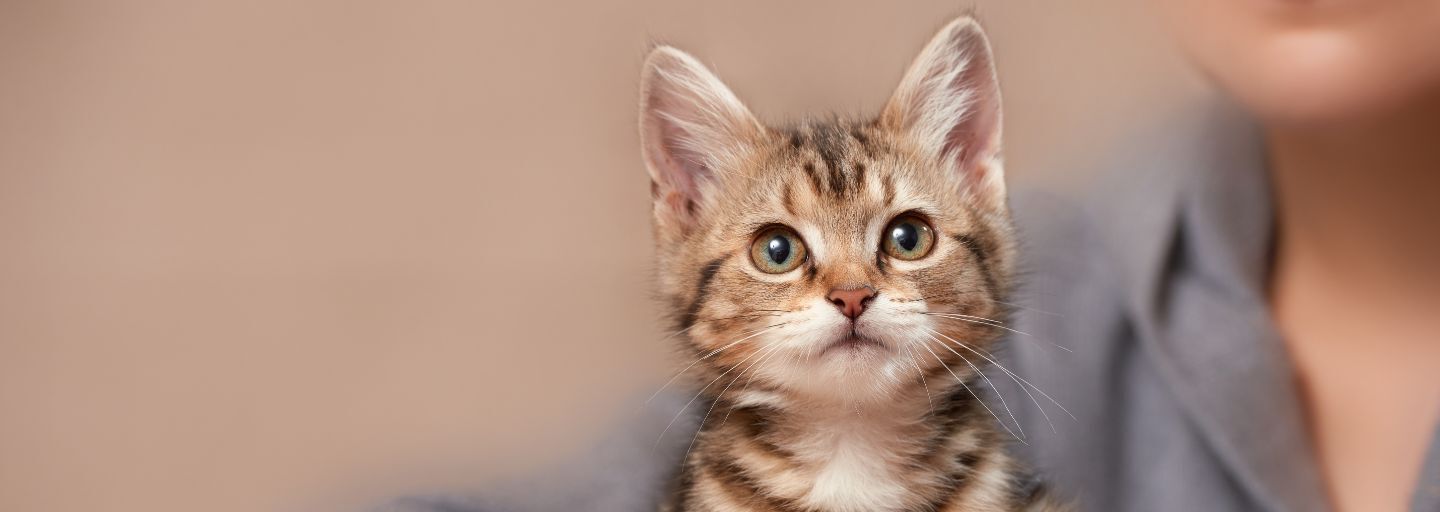 Kitten sitting with owner looking happy