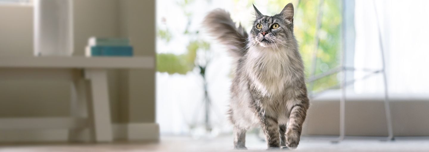 silver maine coon walking indoor with blurred background. 
