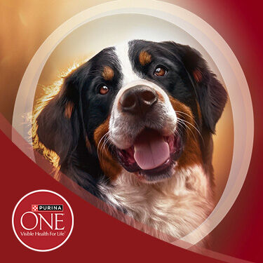 PURINA ONE Dog on a red background