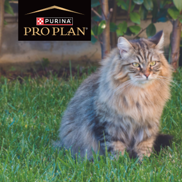 PRO PLAN cat on grass