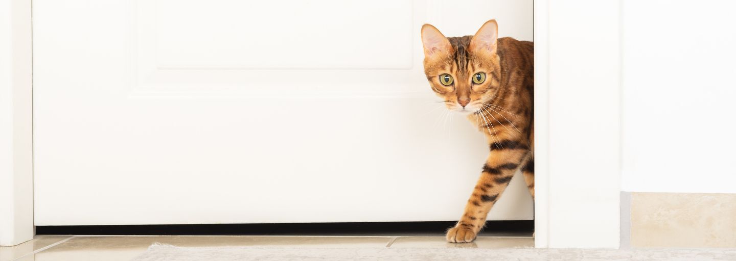 Bengal cat walking out of the room.