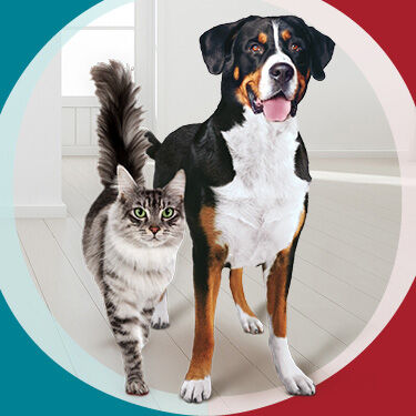 PURINE ONE pet food dog & cat together