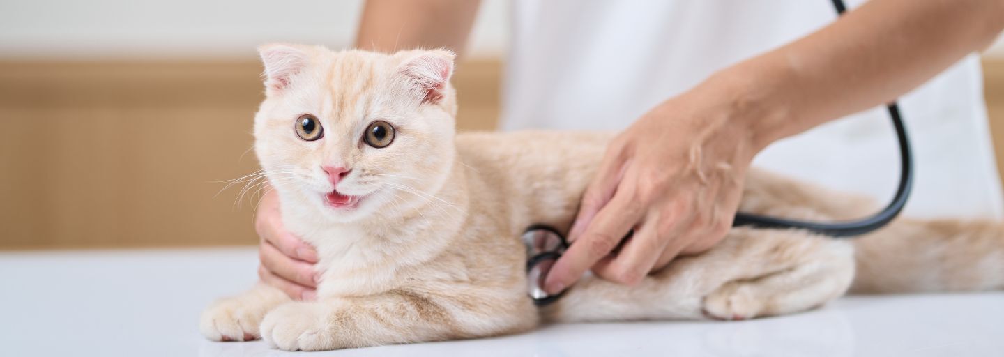 cat at vet