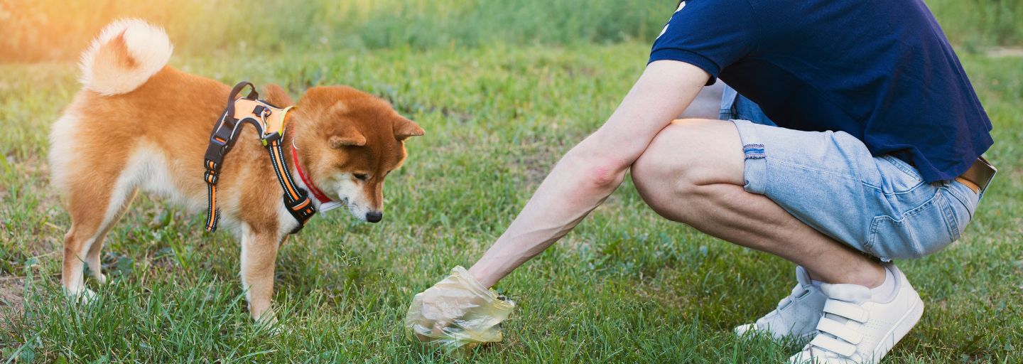 man cleaning dog poo at the park