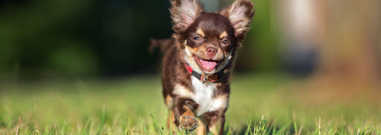 Puppy running in the park