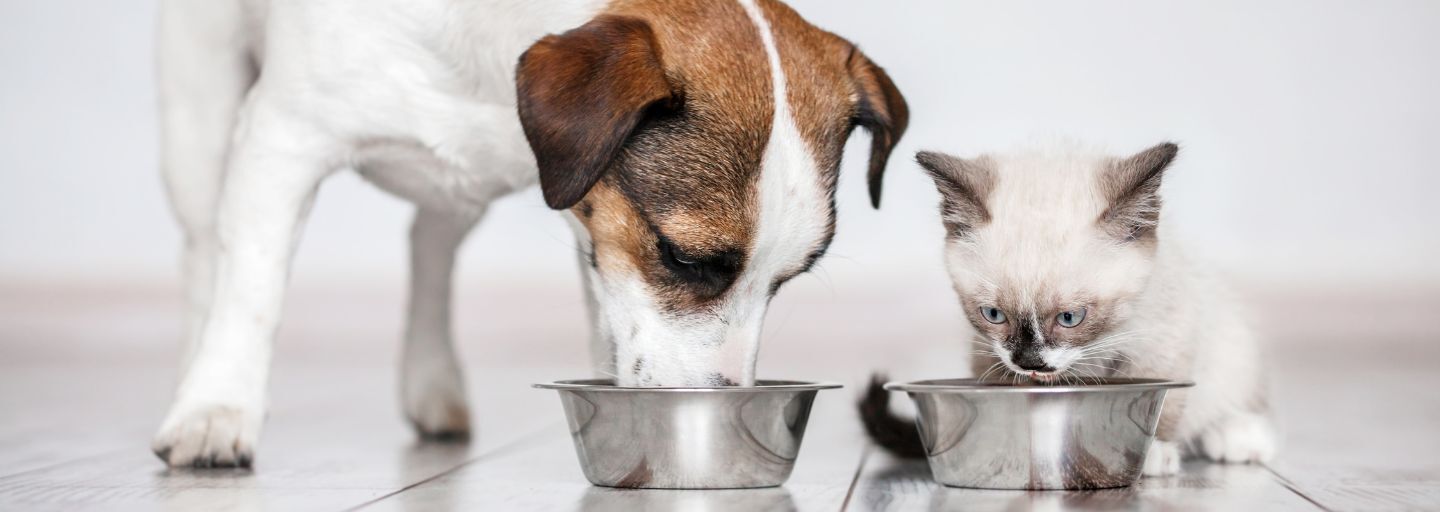 Can a cat get sick from eating dog food clearance