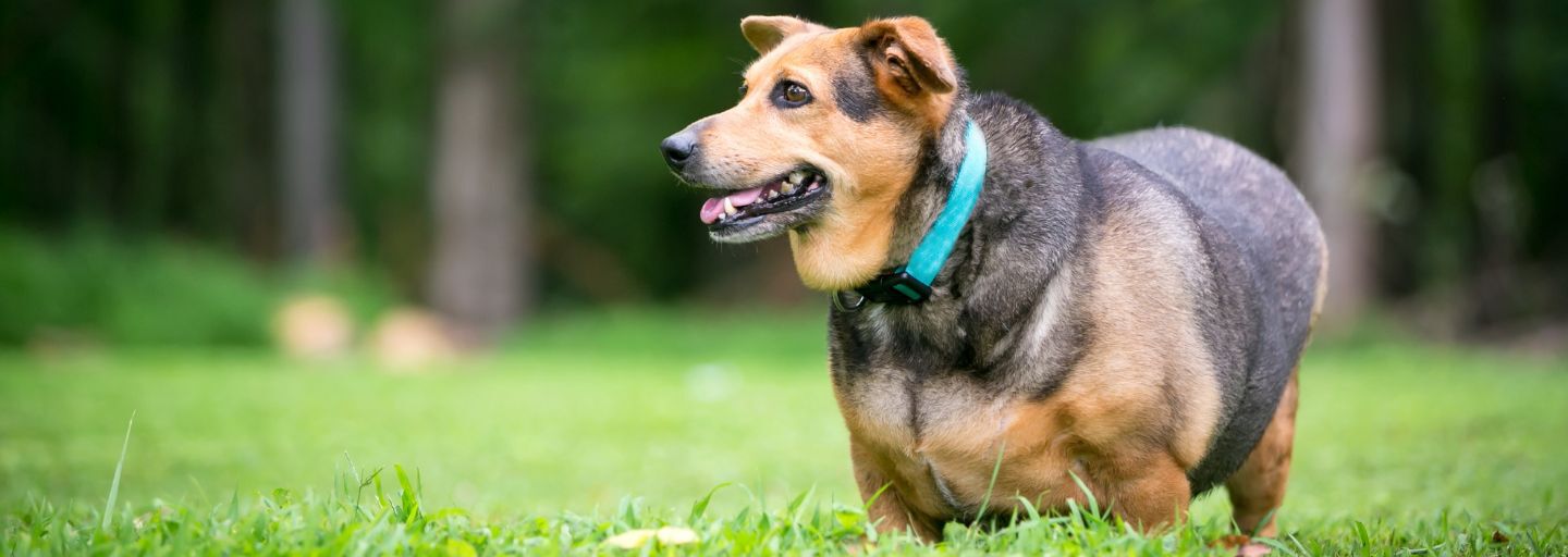 An overweight Welsh Corgi mixed breed dog with floppy ears standing. 