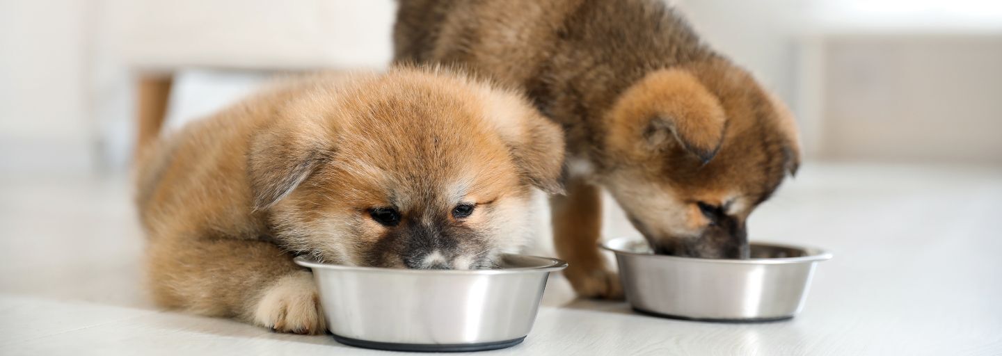 Adorable Akita Inu puppies eating from feeding bowls indoors.