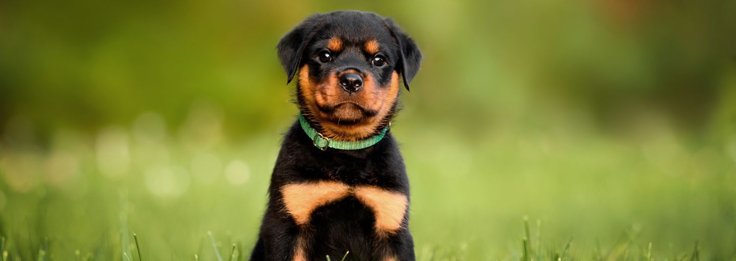 Rottweiler puppy in a collar sitting on grass in summer.