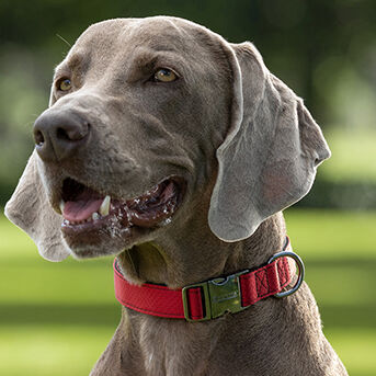 Total Care Dog Product Range Purina Australia