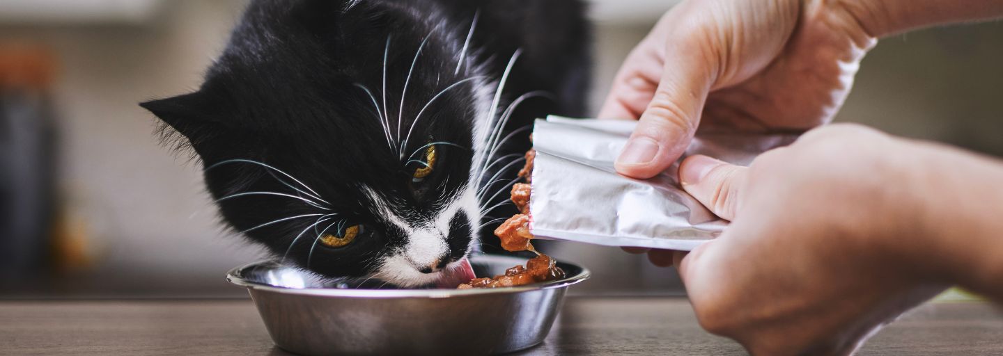 cat eating wet food