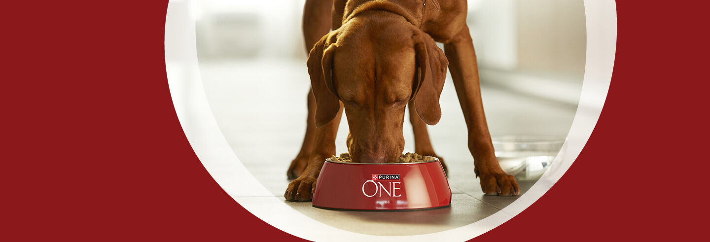 Brown dog eating from a red Purina One bowl on a light-colored floor.