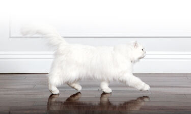 white cat walking