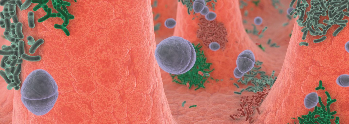 probiotics and prebiotics 