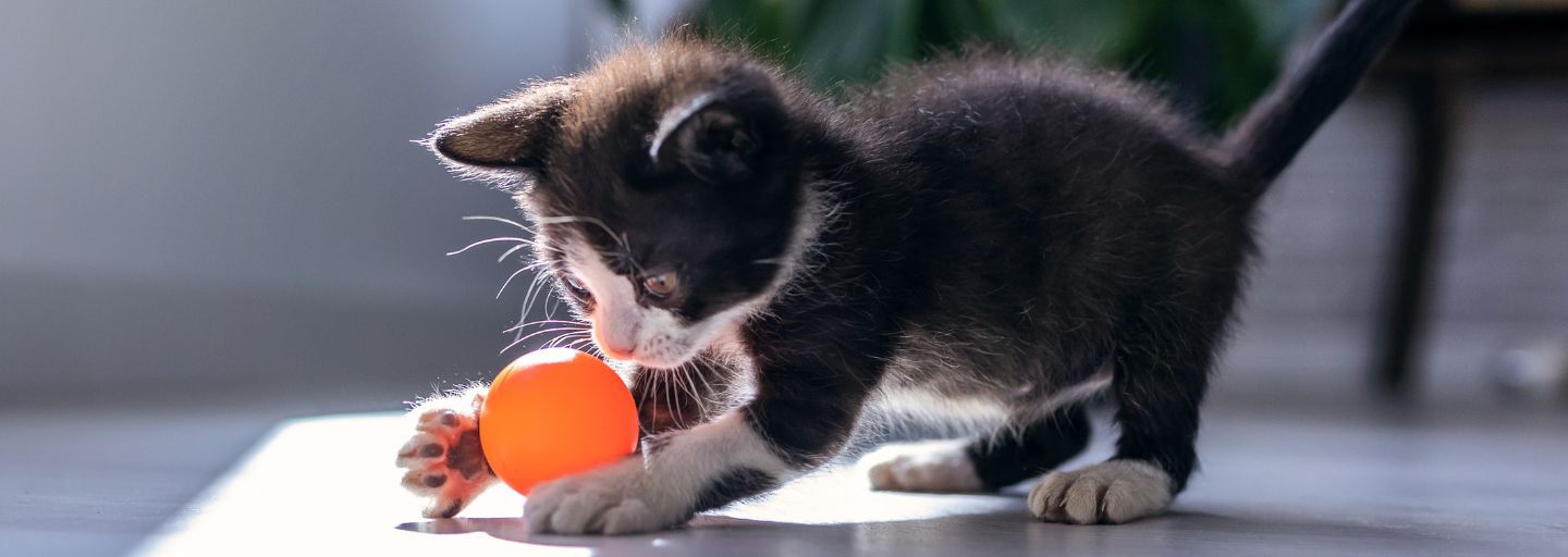 Little black kitten playing and enjoys with orange ball at living room of house.