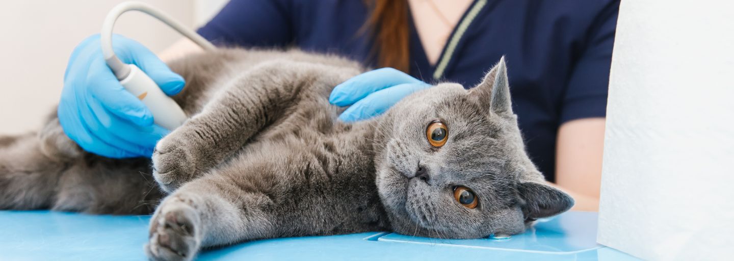 cat getting an ultrasound at vet