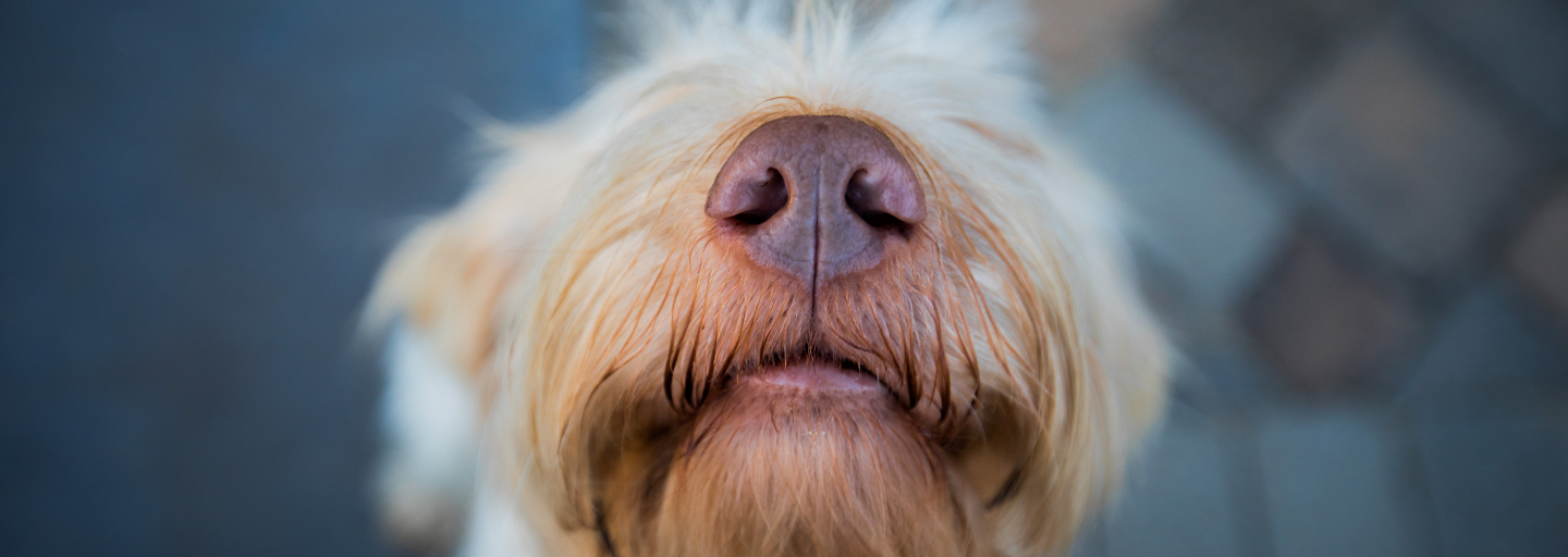 dog nose