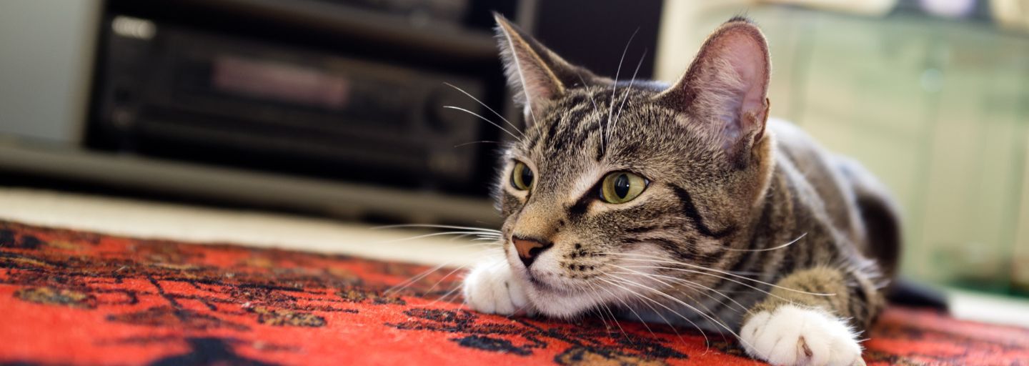 Cat laying low ready to pounce