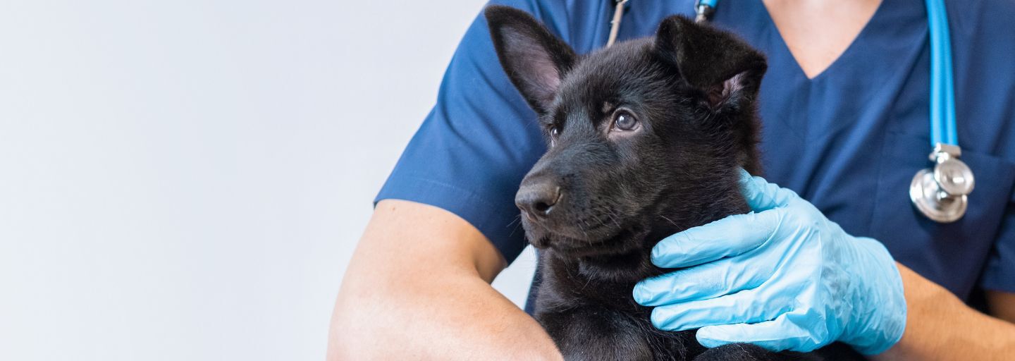 Black puppy at vet