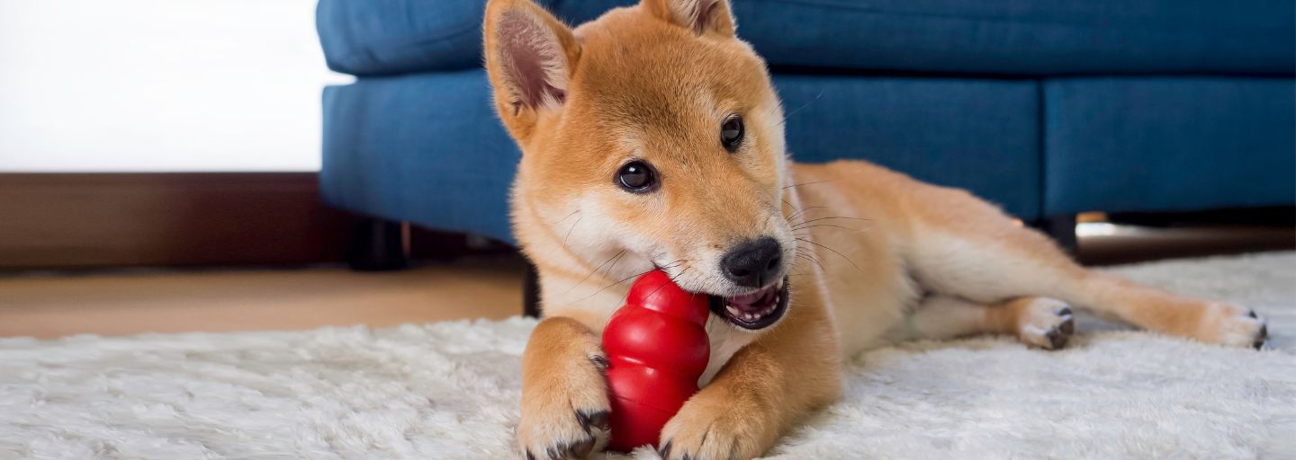 dog chewing a red toy