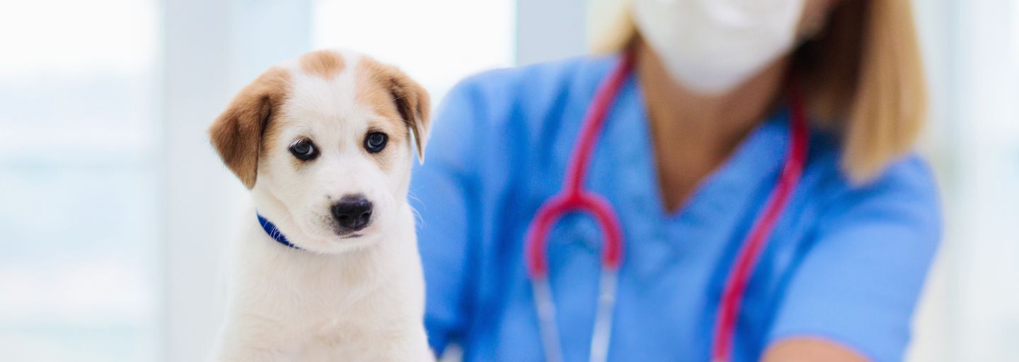 Puppy with veterinarian doctor for checkup and vaccinations. 